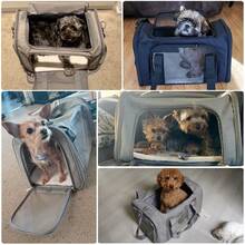 1pc Portable Cat Carrier Bag, Foldable Pet Tote With Breathable Mesh, Suitable For Small Dogs And Cats Cat Carrier Cat Bag - Grey - View 8