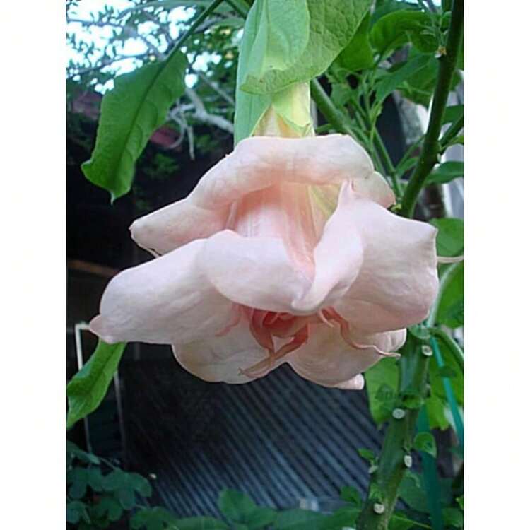 Live Plants - 3000 chiếc. - Xem 1