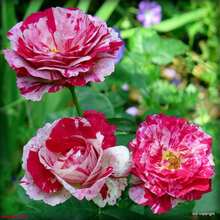 174 piezas de semillas de rosas para plantar al aire libre - flores perennes, semillas de rosas para crear un jardín en casa - 174 - Ver 1