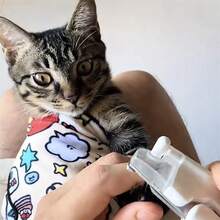 柔软、舒适且易于清洁的宠物美容布，带有可爱的卡通设计 - 蓝眼睛的白猫在舒适的环境中休息，猫美容布，有趣的设计，柔软的面料，无需电池 - 彩色 - 查看 4