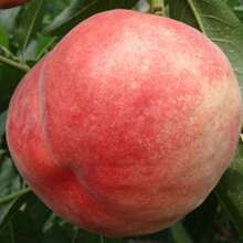 Plantación de Durazno Enano Premium - Jardín de Alta Calidad de Legenda Tienda 10 piezas - 10 piezas - Ver 1