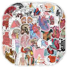 Un paquete (50 hojas) de pegatinas de graffiti anatómico fresco, órganos anatómicos para estudiantes de medicina, notas de estudio, cascos, patinetas, pegatinas decorativas para decoración de habitación, decoración de pared, pegatinas de pared