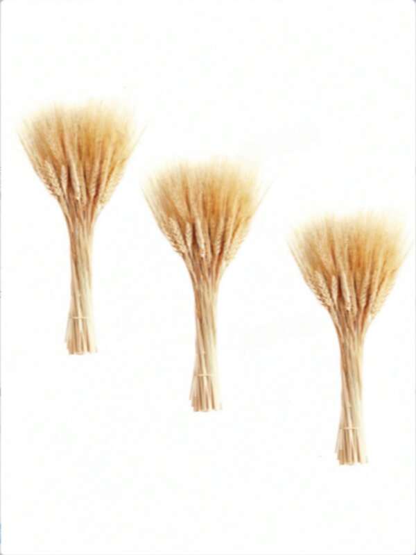 100 piezas de ramo de trigo seco de alta calidad - Manojo natural de trigo, adecuado para centro de mesa de hogar, cocina, boda, fiesta, corona de cosecha, decoración rústica y bohemia DIY