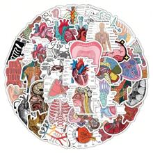 Un paquete (50 hojas) de pegatinas de graffiti anatómico fresco, órganos anatómicos para estudiantes de medicina, notas de estudio, cascos, patinetas, pegatinas decorativas para decoración de habitación, decoración de pared, pegatinas de pared