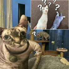 1个定制丑萌宠物抱枕 - DIY抽象设计，可个性化定制，适用于您的猫狗，无白边，是趣味礼物的完美之选，独一无二的宠物毛绒玩具