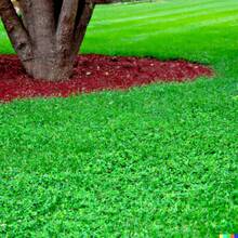 200 Micro Clover Seeds, Can Replace Lawn Grass, -Friendly  Cold-Resistant Suitable For All Seasons, Ideal For DIY Gardens, Home Gardens, Flower Pots, And Courtyards - An Ideal Gardening Gift - 5000粒微型三葉草種子 - 查看 6