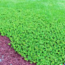 200 Micro Clover Seeds, Can Replace Lawn Grass, -Friendly  Cold-Resistant Suitable For All Seasons, Ideal For DIY Gardens, Home Gardens, Flower Pots, And Courtyards - An Ideal Gardening Gift - 5000粒微型三葉草種子 - 查看 5