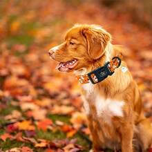 Elegant Little Tail Halloween Dog Collar Ghosts Collars Holiday With Quick Release Buckle Pet Puppy Collar