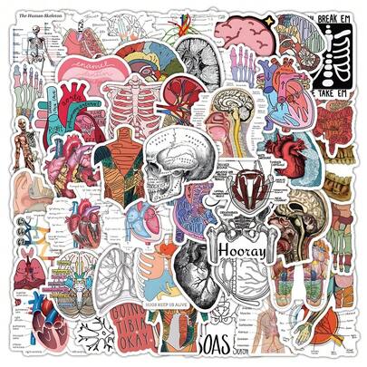 50pcs/Pack Cool Anatomy Doodle Stickers, Includes Medical Student Anatomy Organs, Study Notes, Helmets, Skateboards And More Patterns, Suitable For Room And Wall Decoration