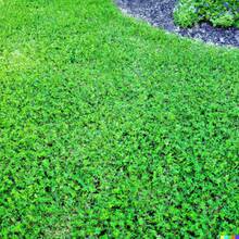 200 Micro Clover Seeds, Can Replace Lawn Grass, -Friendly  Cold-Resistant Suitable For All Seasons, Ideal For DIY Gardens, Home Gardens, Flower Pots, And Courtyards - An Ideal Gardening Gift - 5000粒微型三葉草種子 - 查看 1