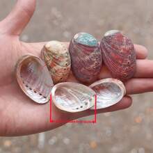 Premium Large Abalone Shell - Perfect For Jewelry Crafting, Meditation & Home Decor | Unique Gift Idea