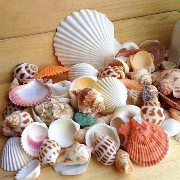 30 pièces de coquillages mixtes en vrac pour aquarium, décoration de plage et projets DIY - coquillages blancs, bruns et roses naturels avec des motifs uniques, convenant pour le thème océanique, accessoires de plage | Décoration de coquillages naturels | Coquillages décoratifs, fournitures de plage