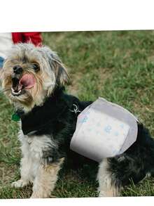 Pet Dog Diapers, Puppy Diapers, Suitable For Toy Poodle, For Pet Menstrual Period, Protect Pet Health, Best Birthday Gift For Happy Puppy, Pet Supplies, Pet Diapers - Multicolor - View 4