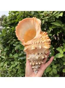 1pc Natural Small Sea Snail Shell, Golden Mouth Tree Frog Decoration Accessory For Aquarium Landscaping, Hermit Crab Shell Replacement