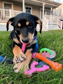 Nylabone New Puppy Chew Toy Bundle, Toys For Teething Puppies, Chicken & Bacon Flavors, Pink, X-Small - Up To 15 Lbs, 4 Pack,11852167 - Màu Hồng  Dưa hấu - Xem 3
