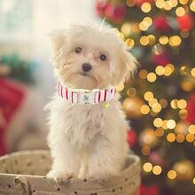 Elegant Little Tail Dog Collar Cute Pink With Red Strip Pattern Pet Collars Soft Girl Or Boy Adjustable Puppy Collar With Quick Release Buckle