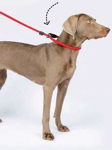 Small Dog P-Rope Traction Rope Anti Riot Integrated Professional Dog Training Dog Walking Traction Rope - Multicolor - View 1