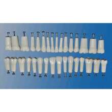 Modelo de mandíbula de 200 dientes de repuesto para material escolar, modelo de formación dental. - Variante 1 - Ver 4