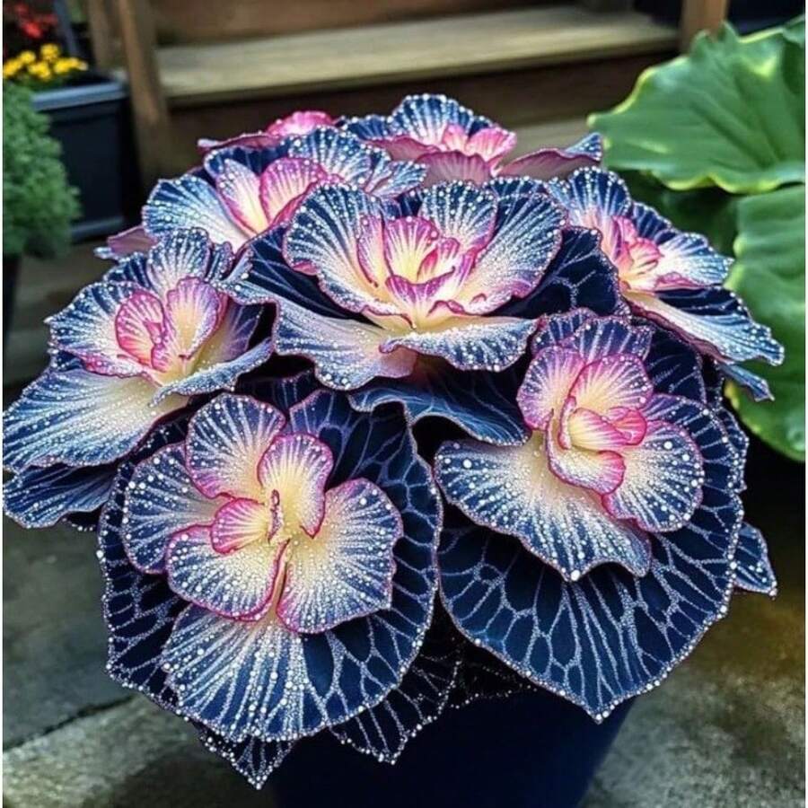 100 Hosta Seeds (Shade-Tolerant Perennial Plant) - Easy To Grow, Low Maintenance Cost, High Ornamental Value For Gardens/Pots, Cold-Resistant And Suitable For All Seasons, Ideal For DIY Gardens, Home Gardens, Flower Pots, And Courtyards - A Ideal Gardening Gift - 100粒種子 - 查看 1