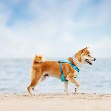 Vòng cổ cho chó đuôi nhỏ thanh lịch, màu hồng dễ thương với họa tiết sọc xanh, mềm mại và thoải mái, dùng được cho cả nam và nữ, có thể điều chỉnh kích thước cho chó con, với khóa tháo nhanh. - Màu xanh lam - Xem 5