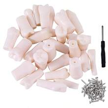 Modelo de mandíbula de 200 dientes de repuesto para material escolar, modelo de formación dental. - Variante 1 - Ver 1