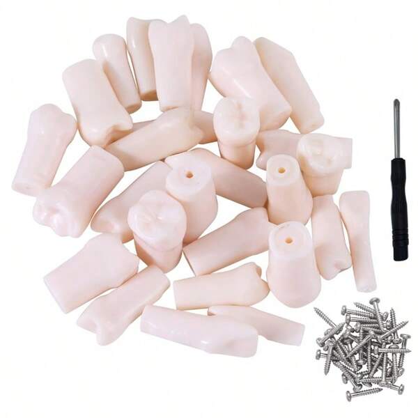 Modelo de mandíbula de 200 dientes de repuesto para material escolar, modelo de formación dental.