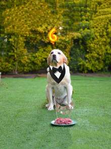 1 بدلة كلب، وشاح كلب للزفاف، طوق ربطة عنق للحيوانات الأليفة، بدلة رسمية قابلة للتعديل للكلاب والقطط لحفلات عيد الميلاد، مناسبة للكلاب والقطط الصغيرة والمتوسطة والكبيرة، ملابس كلب لعيد الحب