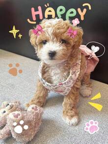 1 Dây nịt cho chó 3 trong 1 kiểu Nhật - Thiết kế nửa áo nửa nơ trang trí cho giống chó nhỏ (Bichon/Poodle) - Bộ dây dắt ngoài trời và dây đeo ngực có thể điều chỉnh - Dụng cụ dắt thú cưng dễ thương, Phụ kiện thời trang cho chó, Đạo cụ chụp ảnh cho chó con, Sản phẩm bán chạy nhất tại cửa hàng thú cưng, Vật dụng thiết yếu cho chuyến phiêu lưu trong công viên thành phố - Bụi hồng - Xem 5