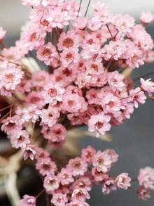 30/60/100/200/400 枝天然干花，巴西小星形雏菊装饰干花，迷你雏菊洋甘菊花束，适用于婚礼插花、家居装饰、情人节礼物 - 淺粉色 - 查看 12