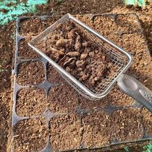 1 件/2 件黑色塑料手柄花园土壤筛 - 带手柄的便携式园艺筛 - 花园堆肥、岩石和沙土筛选工具，3.8/5 毫米网眼，带手柄 - 花卉和蔬菜种植的必备园艺工具 - 彩色 - 查看 3