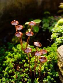 1/2/4pcs Enchanting Metal Mushroom Statues - Perfect For Bonsai, Potted Plants And Outdoor Garden Decor | Ideal Thanksgiving Gift - Metal Mushroom - View 10