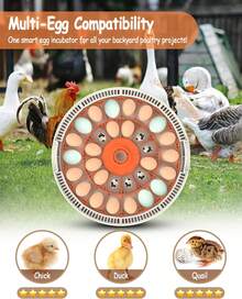 30 Egg Incubator With Automatic Turner, Digital Temperature And Humidity Display, And Built-In Egg Candler For Hatching Chickens, Quail, And Ducks - Xem 5