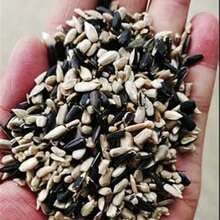 100 Hosta Seeds (Shade-Tolerant Perennial Plant) - Easy To Grow, Low Maintenance Cost, High Ornamental Value For Gardens/Pots, Cold-Resistant And Suitable For All Seasons, Ideal For DIY Gardens, Home Gardens, Flower Pots, And Courtyards - A Ideal Gardening Gift - 100粒種子 - 查看 4