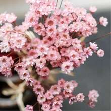 30/60/100/200/400 枝天然干花，巴西小星形雏菊装饰干花，迷你雏菊洋甘菊花束，适用于婚礼插花、家居装饰、情人节礼物 - 淺粉色 - 查看 3