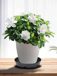 3pcs Round Plastic Planter Mat,Thickened Round Plant Saucer Tray,Plant Saucer,Plant Saucer For Preventing Root Rot Plant Saucers For Indoors Plant Trays For Pots Leak-Proof Plant Pot Saucers Set,Durable Drainage For Potted Plants For Use Prevents Water Leakage And Floor Damage,Soil Trap For Planters,1pc