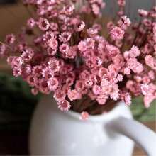 30/60/100/200/400 枝天然干花，巴西小星形雏菊装饰干花，迷你雏菊洋甘菊花束，适用于婚礼插花、家居装饰、情人节礼物 - 淺粉色 - 查看 6