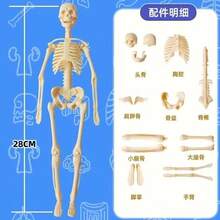 1pc Mini Human Skeleton Model, Full Body Realistic Bone Anatomy Toy, Educational Tool