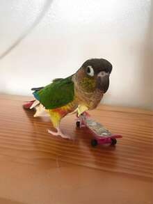 1pc Mini Parrot Diaper, Bird Poop Bag, Bird Diaper, Bird Clothing, Adjustable Flight Suit, Diaper, Pet Supplies, Pet Clothing