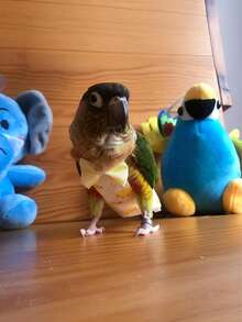 1pc Mini Parrot Diaper, Bird Poop Bag, Bird Diaper, Bird Clothing, Adjustable Flight Suit, Diaper, Pet Supplies, Pet Clothing