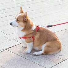 2pcs/Set Adjustable Triangle Breathable Nylon Dog Harness Leash Set For Small Dogs