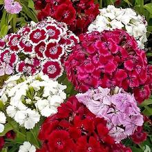 100 Piezas de Semillas de Flores de William Dulce Dianthus Barbatus de Colores Mixtos Rojo, Rosa y Blanco – Perfecto para Regalos - 100 - Ver 2