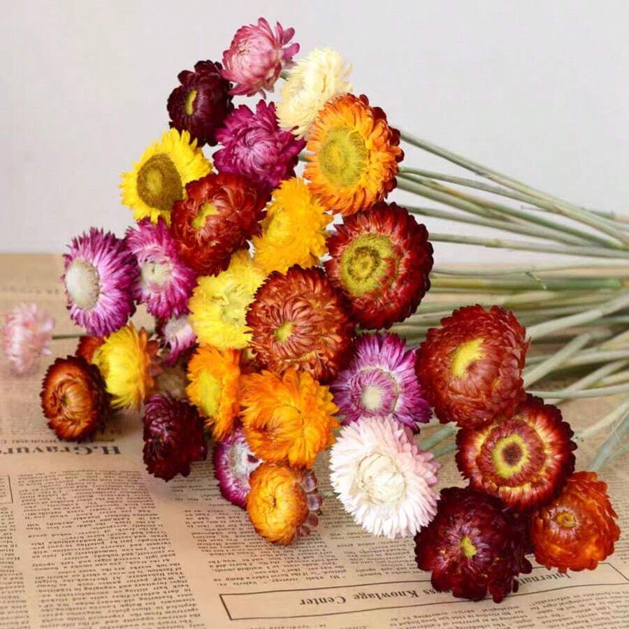 18 Peças Buquê de Crisântemos Naturais Secos, Crisântemos de Palha Margarida Adequados para Estilo Boêmio e Fazenda, Ideal para Casamento, Sala de Estar, Quarto, Mesa de Jantar, Decoração Doméstica de Escritório, Arranjo Floral DIY, Presente Perfeito, Decoração de Outono, Essencial para Páscoa, Dia das Mães, Dia dos Pais, Formatura, Encher Vaso, Presente de Aniversário, Decoração de Aniversário - Multicolorido - Visão 1