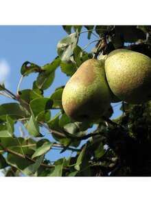 Seeds Pear Tree Fruit Seeds Grow Fast, Have High Germination Rate, Are Rich In Vitamins, Have Sweet Taste, And Are Suitable For Planting In Outdoor Gardens. - 100 - Xem 7