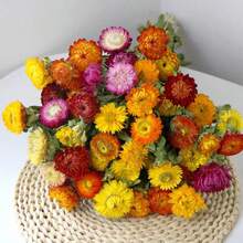 18 Peças Buquê de Crisântemos Naturais Secos, Crisântemos de Palha Margarida Adequados para Estilo Boêmio e Fazenda, Ideal para Casamento, Sala de Estar, Quarto, Mesa de Jantar, Decoração Doméstica de Escritório, Arranjo Floral DIY, Presente Perfeito, Decoração de Outono, Essencial para Páscoa, Dia das Mães, Dia dos Pais, Formatura, Encher Vaso, Presente de Aniversário, Decoração de Aniversário - Multicolorido - Visão 5