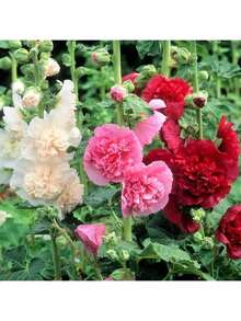 Enchanting Hollyhock Seeds - Create A Majestic Garden Seeds - 彩色 - 查看 5