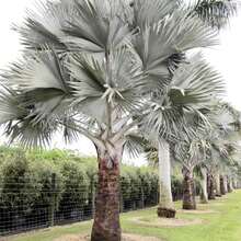 Semillas de palmera Nobilis de bajo mantenimiento, llamativas, de hoja perenne, tolerantes a la sequía, para bordes de jardín al aire libre, 10 piezas de semillas de árbol - Variante 1 - Ver 8
