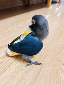 1pc Mini Parrot Diaper, Bird Poop Bag, Bird Diaper, Bird Clothing, Adjustable Flight Suit, Diaper, Pet Supplies, Pet Clothing