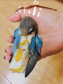 1pc Mini Parrot Diaper, Bird Poop Bag, Bird Diaper, Bird Clothing, Adjustable Flight Suit, Diaper, Pet Supplies, Pet Clothing
