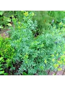 Seeds Flower Seeds RUE 300+ SEEDS INSECT PEST REPELLENT SPRING HEIRLOOM HERBS FLEA MEDICINAL USA - 1 - 查看 2