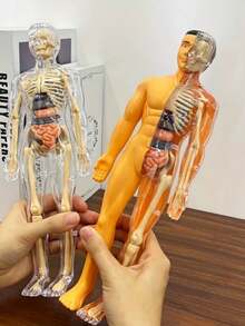 1 套人体解剖模型套件 - 可拆卸骨骼和全身躯干 - 青少年 STEM 教育套件 - 医学教学解剖骨骼模型套装，带可拆卸器官，用于科学课堂演示和展示的解剖学学习工具，是送给老师、学生、朋友的完美礼物，适合毕业、返校、万圣节、圣诞节 - 彩色 - 查看 3
